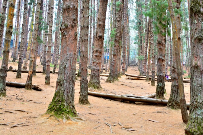Pine Forest @ Ooty